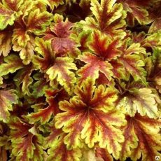 Гейхерелла Gold Zebra