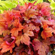 Gejherella-Sweet-Tea