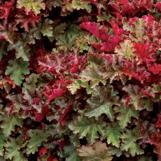 Heuchera-Chocolate-Ruffles-6